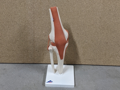 801-3b-knie-skeletmodel-knie-met-kniebanden-2